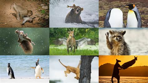 自然界 動物|自然の神秘：野生の生き物の不思議な世界 